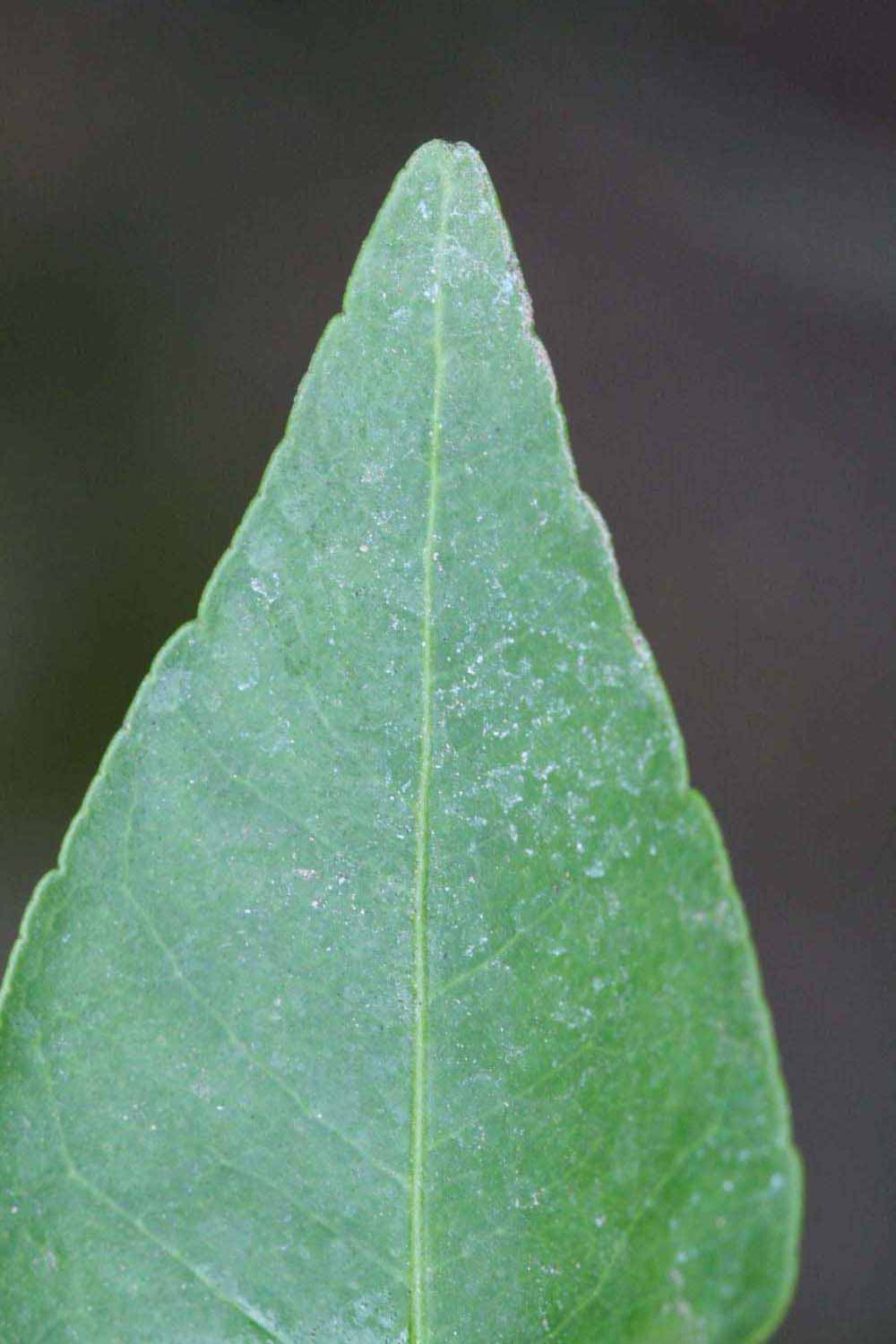              Margin (Riverside, CA)       